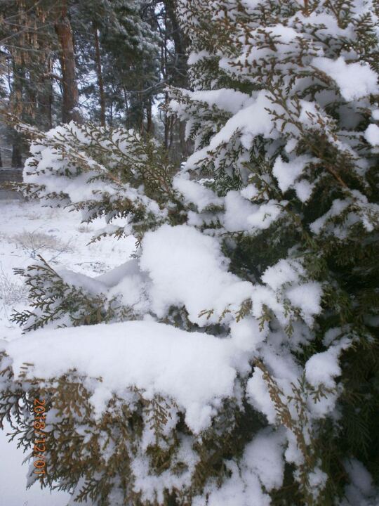 Первый зимний день image #5