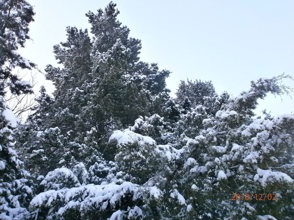 Первый зимний день image #4