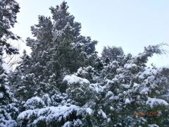 Первый зимний день image #4