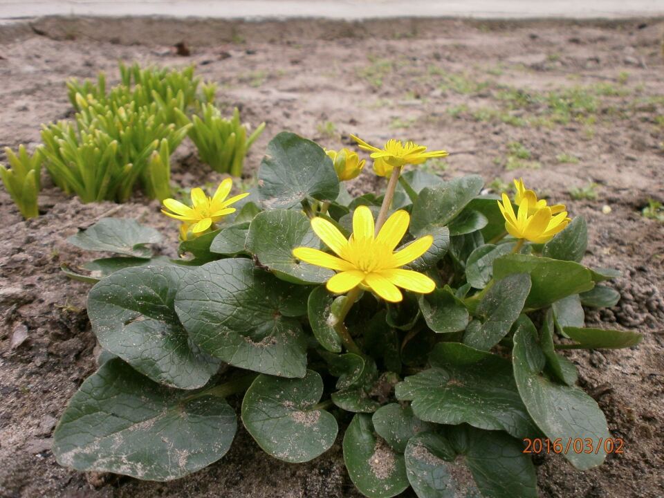 Свинцовое небо весны. image #5