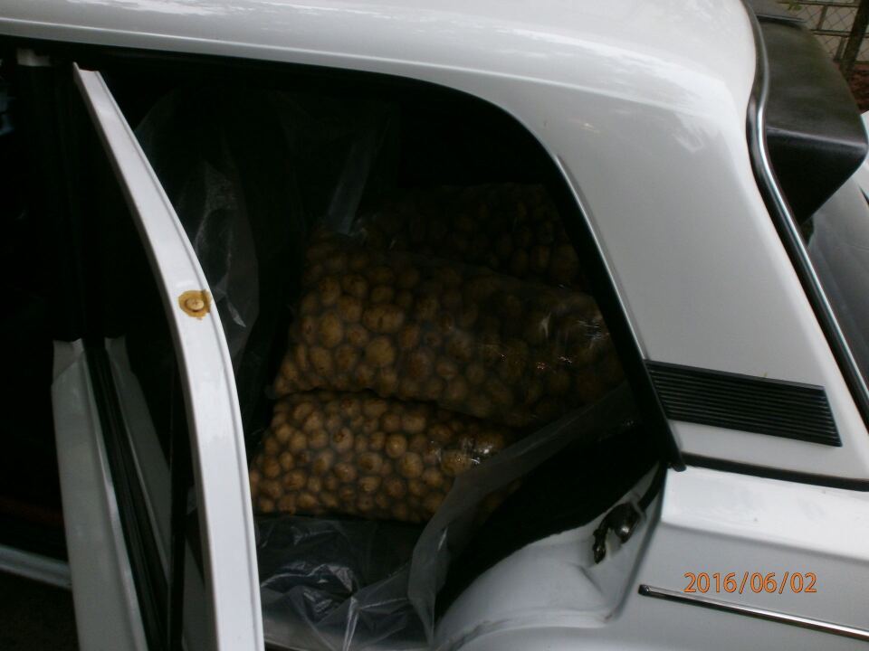 Бульбовоз image #2