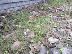 Коротко о зиме в Запорожской области